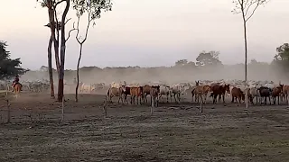 comitiva 6A na estrada, com a falta de água, trocamos os cargueiros pela mulona branca f4000