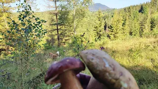 Йдемо за грибами вдосвіта на схили полонини Карпат🍄 🍄 🍄 (15.08.2023)