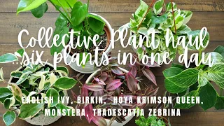 Collective plant haul:  six plants in one day