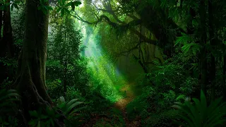 Relaxing Spooky Jungle Music for Writing - Mystery of the Dark Jungle ★645