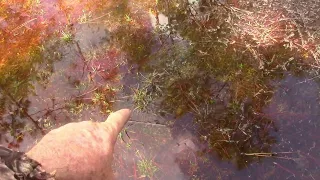 16 Inch Foot Prints In Water  (The Corridor)