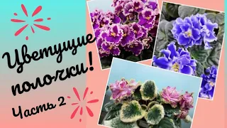 Фиалки! Краткий обзор цветения моих растений! Часть 2.