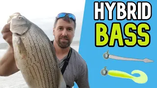 Hybrid Bass Fishing | Simple Hybrid Bass Lures | Falls of the Ohio Fishing |  Wiper Fishing