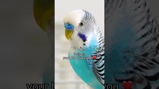 Signs your bird loves you 👀