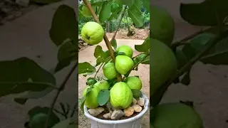 🌿New technique propagate guava tree by air layering using onion juice #gardening