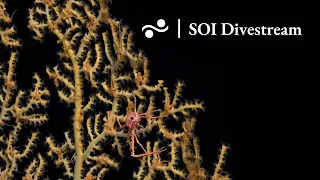 Unexplored Seamount SyGR7  | SOI Divestream 677 PART 2