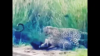 Gang of Leopards vs. Crazy Nastyass Honey Badger (original narration by Randall)