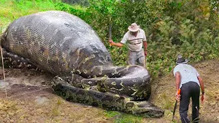 20 Craziest Things Found Inside Snakes