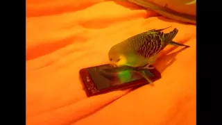 Домашний волнистый попугай и телефон