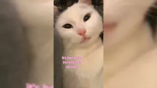 Funny Cats Compilation (BEST DANK CAT MEMES COMPILATION OF 2021 PART 2)