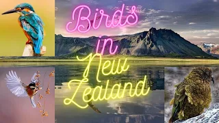 Most beautiful Birds in New Zealand/NZ Native Birds.