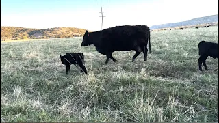 Busy in Springtime - Herd Quitter Minute