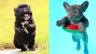 FRENCH BULLDOG PUPPIES | Funny and Cute French Bulldog Puppies Compilation # 6 | Cute pets