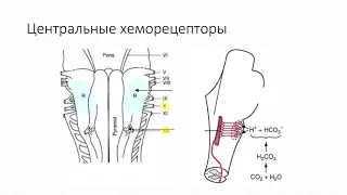 Приезжева ОЛД218 Регуляция дыхания