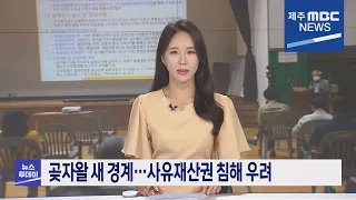 2021년8월12일 뉴스투데이 제주 (제주MBC)