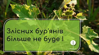 Злісні бур'яни. Як боротися?