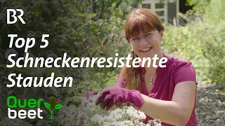 Top 5 der schneckenresistenten Stauden - Tipps von Sabrina