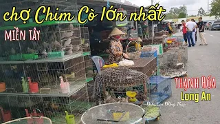 Khám Phá chợ Chim Cò lớn nhất Miền Tây 2023 |chợ nông sản Thạnh Hóa, Long An