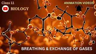 CBSE Class 11 || Biology || Breathing and exchange of gases || Animation || in English