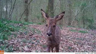 04020091chevreuil