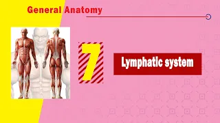 07. Lymphatic system