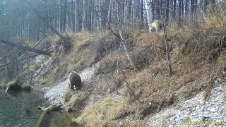 Заповедник "Магаданский". Медвежий патруль.