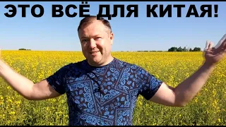 РУССКИЕ ПОЛЯ СЛУЖАТ КИТАЮ! ПОСМОТРИТЕ, СКОЛЬКО РАПСА ВЫРАЩИВАЮТ НА МЕСТЕ ПШЕНИЦЫ!