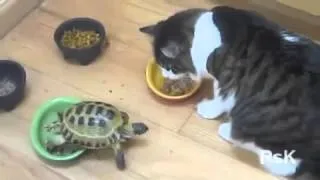 Кот против черепахи (Cat vs. turtle)