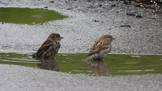 Spatzen sparrow 🥰🐦💦