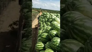 Carregando Caminhão de Melancia