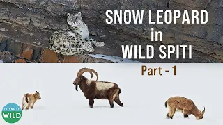 Snow Leopard in Wild Spiti