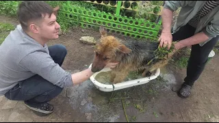 Защита собак и котов от клещей, блох и др. народными надёжными безопасными средствами.