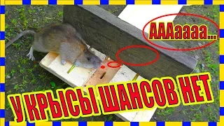 Смертельная ловушка для КРЫС! Best Mouse Trap Ever, How To Make