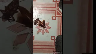 WEIRD ATTRACTIONS | Cockroach attracted by dead cockroach