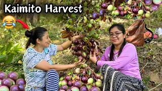 Nagharvest kami ng Kaimito sa Bundok at may Gumulong pababa "STAR APPLE HARVEST" | ROMALYN VLOGS