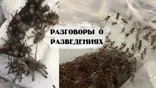 Разведение Poecilotheria regalis. Что происходит с разводными пауками?