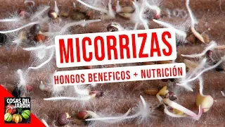 WHAT ARE MYCORRHIZAE AND HOW ARE THEY BENEFICIAL TO THE PLANT?  (En Español)