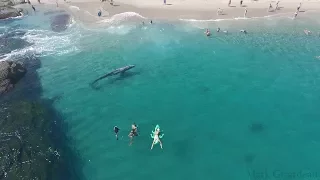 Whale visits beachgoers in Laguna Beach