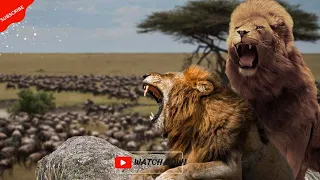 How's the animals survive in Serengeti|कैसे सेरेगेटी के जानवर शेरों के शिकार से बचकर जीवित रहते हैं