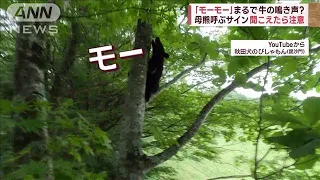 クマの「鳴き声」市街地に響く　この声に気を付けて！　迫る危険(2023年11月7日)