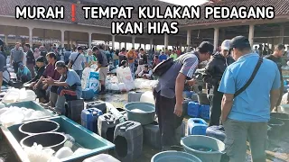 Pasar ikan hias purwonegoro banjarnegara ❗pasar ikan hias termurah