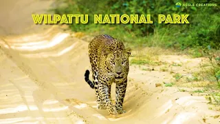 Visit Sri Lanka with AMAЯE.SL - Wilpattu National Park