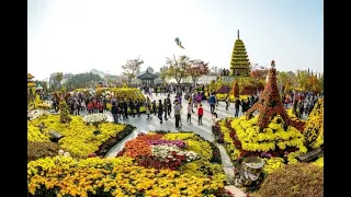 Chrysanthemum festival, Daegu arboretum.Тэгу,дендрарий,выставка цветов