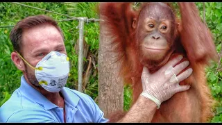 Peanut The Baby Orangutan Rescue Story: Cutest Animal You'll Ever See | NicholasDaines.com