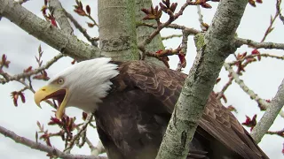 Bald eagle calling