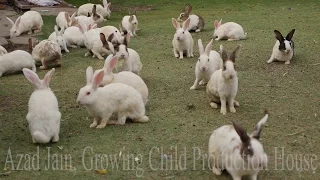 Cute Animal Rabbits as Pets Video | Rabbit Farming in India | Indian Rabbit | ढेर सारे खरगोश