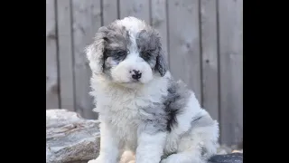 Sheepadoodle Puppies for Sale