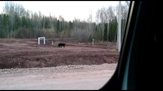 НАПАДЕНИЕ медведь! !!