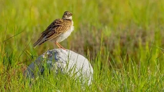 Calandra Lark - Melanocorypha calandra