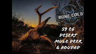 Season 9 episode 6 Desert Mule Deer and Aoudad in West Texas